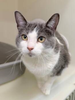 Rhea -  Domestic Short Hair Cat Available for Adoption in Menomonie, Wisconsin - Rhea | PetCurious