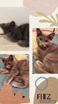Rescue Domestic Medium Hair Cats for Adoption in Newberg, Oregon - Fitz | PetCurious