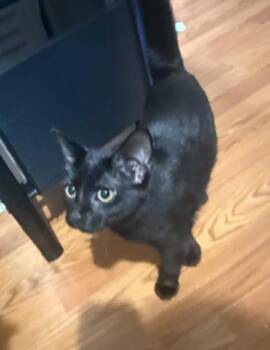 Shadow -  Domestic Short Hair Cat for Adoption in Fairfax, Virginia - Shadow | PetCurious