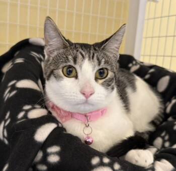 Domestic Short Hair Cats Available for Adoption - Bingo | PetCurious