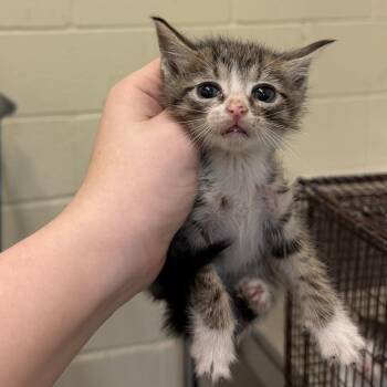 Tator -  Domestic Short Hair Cat for Adoption in Lufkin, Texas - Tator | PetCurious