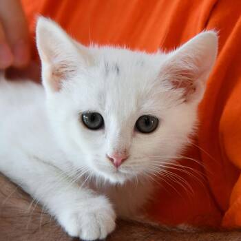 Rescue Domestic Short Hair Cats for Adoption in Dallas, Texas - Celeste | PetCurious