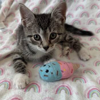 Relish -  Domestic Short Hair Cat for Adoption in Allentown, Pennsylvania - Relish | PetCurious