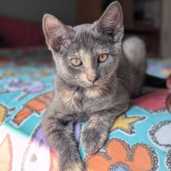 Storm -  Domestic Short Hair Cat for Adoption in Columbia, Missouri - Storm | PetCurious