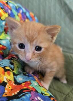 Ember -  Domestic Short Hair Cat for Adoption in Wellington, Kansas - Ember | PetCurious