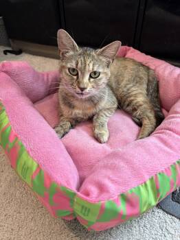 Coffee Cake -  Domestic Short Hair Cat for Adoption in Cary, North Carolina - Coffee Cake | PetCurious