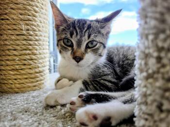 Scout, an old soul -  Domestic Short Hair Cat for Adoption in Lucknow, Ontario - Scout, An Old Soul | PetCurious