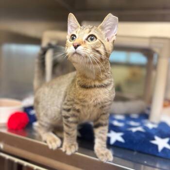 Bug -  Domestic Short Hair Cat for Adoption in York, Pennsylvania - Bug | PetCurious