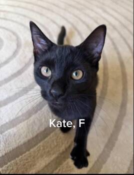 Kate -  Domestic Short Hair Cat for Adoption in Shrewsbury, Massachusetts - Kate | PetCurious