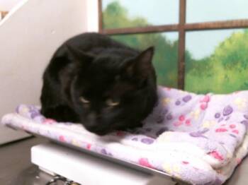 Domestic Short Hair Cats Available for Adoption - PANTERA | PetCurious