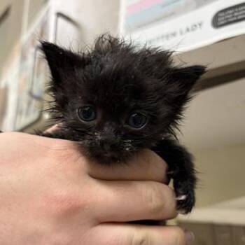 Hecate -  Domestic Medium Hair Cat for Adoption in Asheville, North Carolina - Hecate | PetCurious