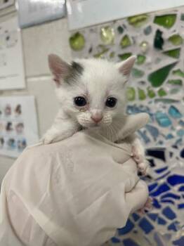 MARBLE -  Domestic Short Hair Cat for Adoption in Pensacola, Florida - MARBLE | PetCurious