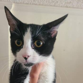 Major -  Domestic Short Hair Cat for Adoption in Hemet, California - Major | PetCurious