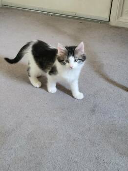 Maine Coon and Norwegian Forest Cat Cats Available for Adoption - STEVIE | PetCurious