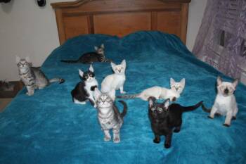 Bagheera 3 -  Siamese and American Shorthair Cat for Adoption in Austin, Texas - Bagheera 3 | PetCurious