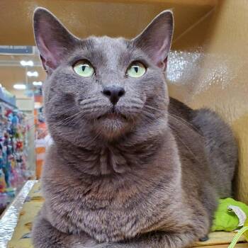 Biggie -  Russian Blue Cat for Adoption in Hemet, California - Biggie | PetCurious