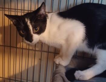 Comet -  Domestic Short Hair Cat for Adoption in Jacksonville, Florida - Comet | PetCurious