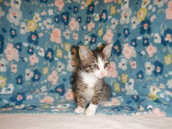 A1409667 -  Domestic Short Hair Cat for Adoption in San Jose, California - A1409667 | PetCurious