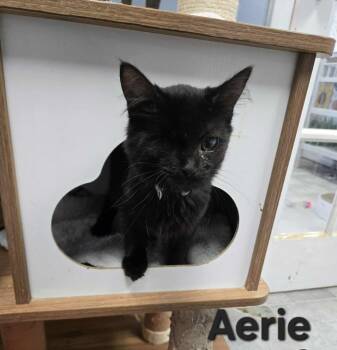 Rescue Domestic Medium Hair Cats for Adoption in Rome, Georgia - Aerie | PetCurious