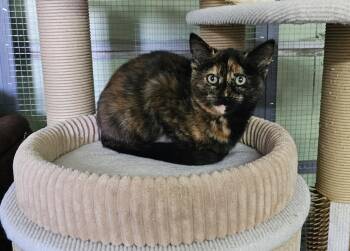 Rescue Domestic Short Hair Cats for Adoption in Pinedale, Wyoming - Spruce | PetCurious