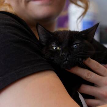 Sabrina -  Domestic Short Hair Cat for Adoption in Los Angeles, California - Sabrina | PetCurious