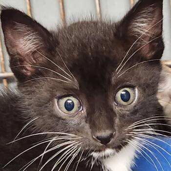Zazu K45756 -  Domestic Short Hair Cat for Adoption in Corsicana, Texas - Zazu K45756 | PetCurious