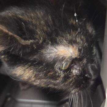 Marble -  Domestic Short Hair Cat for Adoption in Branson, Missouri - Marble | PetCurious