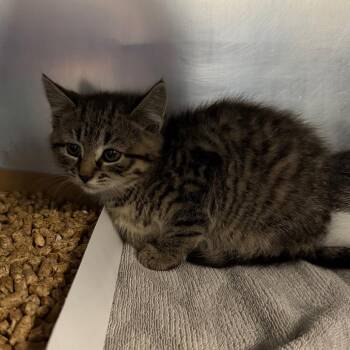 Domestic Short Hair Cats Available for Adoption in Allentown, Pennsylvania - Meowly Cyrus | PetCurious