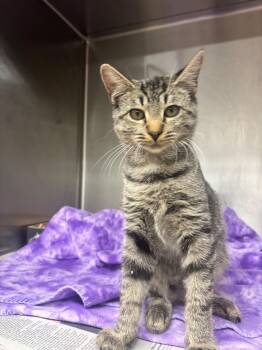 Candy -  Domestic Short Hair Cat for Adoption in Edison, New Jersey - Candy | PetCurious