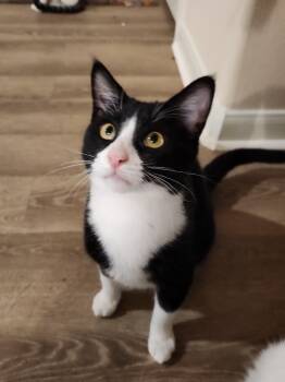 Rescue Domestic Short Hair Cats for Adoption in San Antonio, Texas - Tux | PetCurious