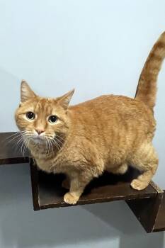 Domestic Short Hair Cats Available for Adoption in Lincoln, Nebraska - Chester | PetCurious