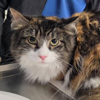 Penny -  Domestic Long Hair Cat for Adoption in Newark, New Jersey - Penny | PetCurious