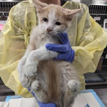 Cortado -  Domestic Long Hair Cat for Adoption in Salt Lake City, Utah - Cortado | PetCurious