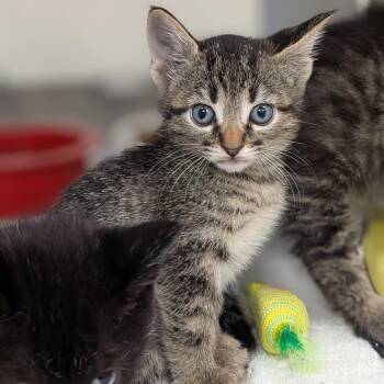 Domestic Short Hair Cats Available for Adoption in Buchanan Dam, Texas - Kiki | PetCurious