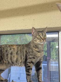 Rescue Domestic Short Hair Cats for Adoption in San Luis Obispo, California - Tippie | PetCurious