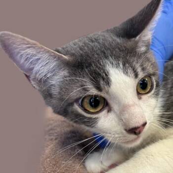 Quatro -  Domestic Short Hair Cat for Adoption in Brenham, Texas - Quatro | PetCurious