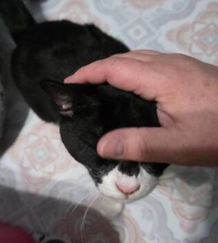 Onyx -  Domestic Short Hair Cat for Adoption in Buford, Georgia - Onyx | PetCurious
