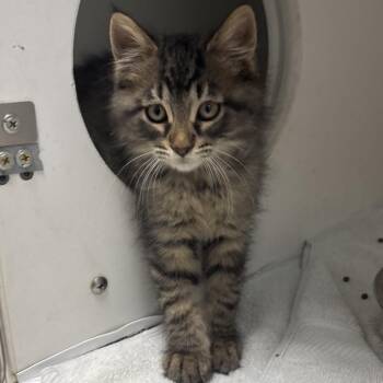 Flan -  Domestic Short Hair Cat for Adoption in Naperville, Illinois - Flan | PetCurious