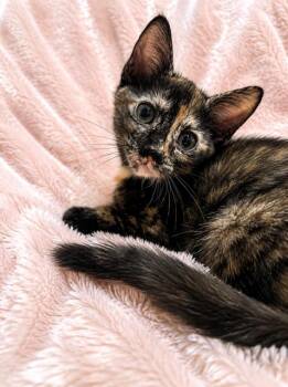 Juneau -  Tortoiseshell Cat for Adoption in Houston, Texas - Juneau | PetCurious