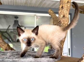 Raikou -  Domestic Short Hair Cat for Adoption - Raikou | PetCurious