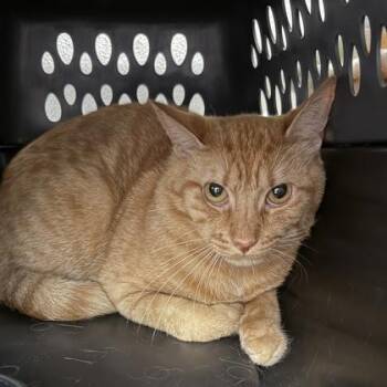 Goose -  Domestic Short Hair Cat for Adoption in Lansing, Michigan - Goose | PetCurious