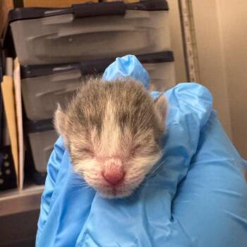 Domestic Short Hair Cats Available for Adoption in Columbiana, Alabama - Crazy Bread (NOT AVAILABLE - IN FOSTER CARE) | PetCurious