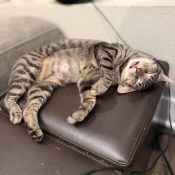 Gumdrop -  Domestic Short Hair Cat for Adoption in Long Beach, California - Gumdrop | PetCurious
