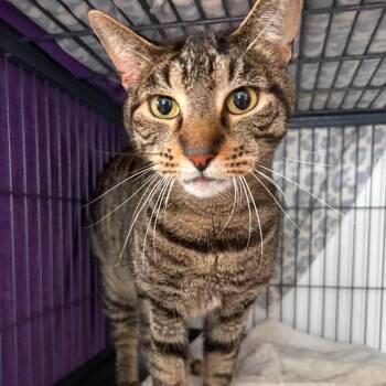 Austin (with Taylor) -  Tabby Cat for Adoption in Huntington, New York - Austin (with Taylor) | PetCurious