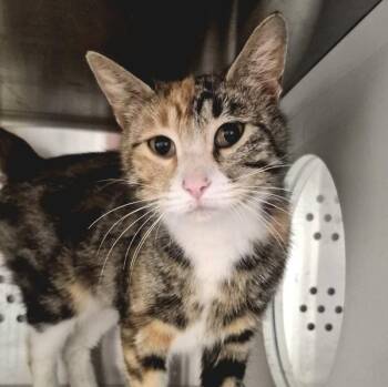 Domestic Short Hair Cats Available for Adoption in Des Moines, Iowa - Bea | PetCurious