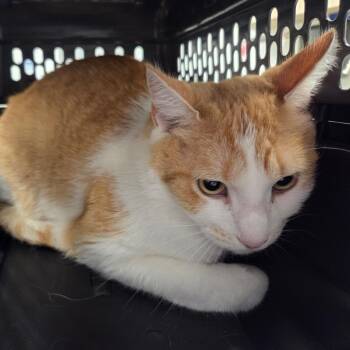 Domestic Short Hair Cats Available for Adoption in Chattanooga, Tennessee - Butterscotch | PetCurious