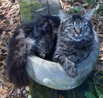 Rescue Domestic Long Hair Cats for Adoption in Ellijay, Georgia - Rosegold And Citrine | PetCurious