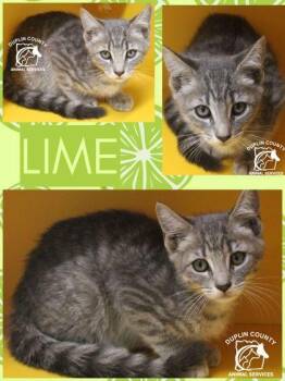 LIME -  Domestic Short Hair Cat for Adoption in Kenansville, North Carolina - LIME | PetCurious