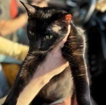 Smooches -  Domestic Short Hair Cat for Adoption in Chamblee, Georgia - Smooches | PetCurious
