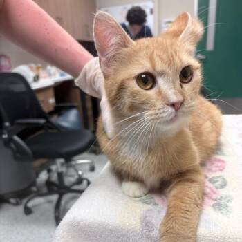 Juniper -  Domestic Short Hair Cat for Adoption in Reno, Nevada - Juniper | PetCurious